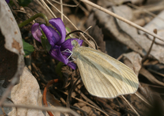 Leptidea amurensis