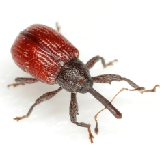 Anthonomus convictus