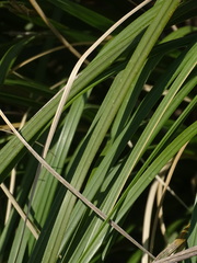 Cortaderia selloana