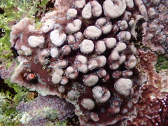 Leptophytum ferox