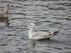 Larus argentatus