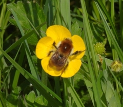 Bombus humilis