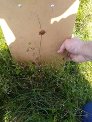 Juncus occidentalis