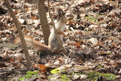 Sciurus vulgaris