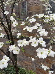 Cornus florida