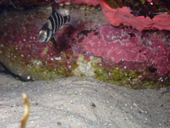 Diplodus hottentotus