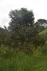 Juglans neotropica
