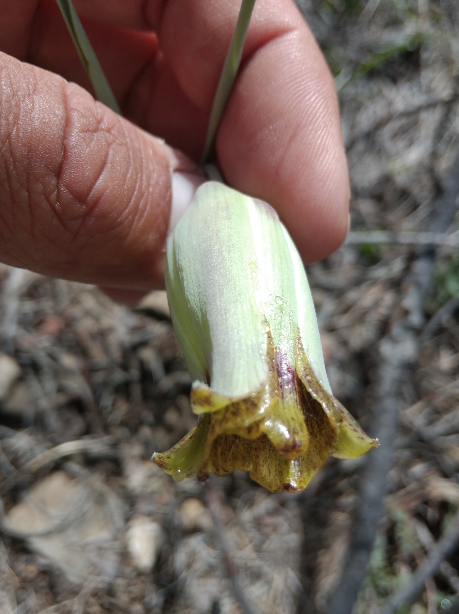 Pointed-Petal Fritillary (Fritillaria acmopetala)