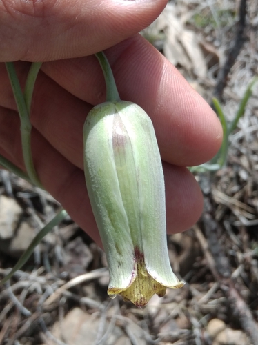 Fritillaria acmopetala, photograph 2