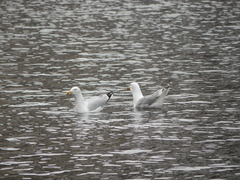 Larus argentatus
