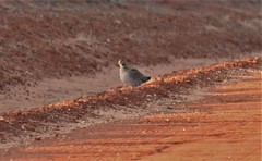 Tympanuchus pallidicinctus