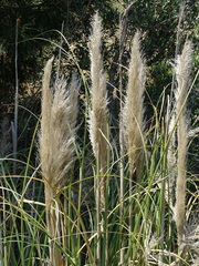Cortaderia selloana