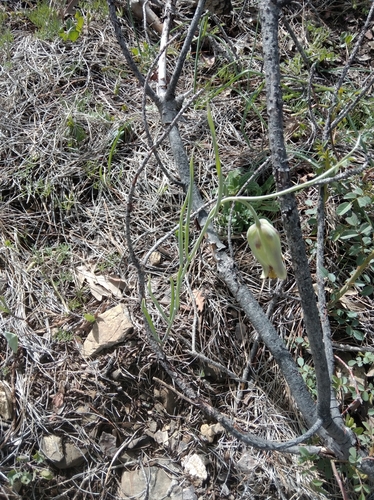 Fritillaria acmopetala, photograph 3