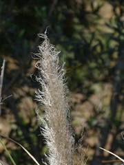 Cortaderia selloana