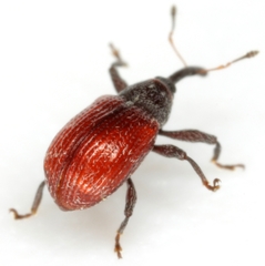 Anthonomus convictus