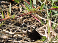 Pholisora