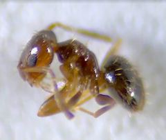 Brachymyrmex patagonicus