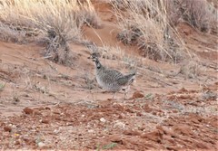 Tympanuchus pallidicinctus