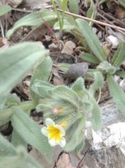 Alkanna orientalis