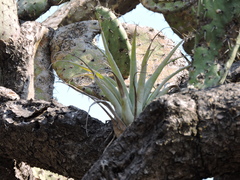 Tillandsia bourgaei