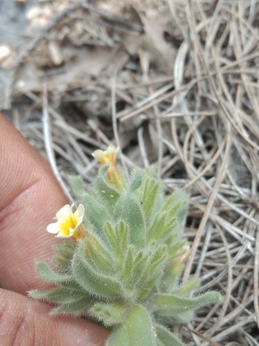 Image of Alkanna orientalis by (c) Ben Costamagna, some rights reserved (CC BY)