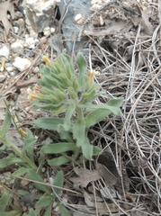 Alkanna orientalis