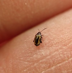 Phyllotreta striolata