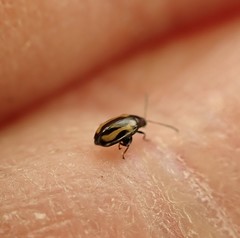 Phyllotreta striolata