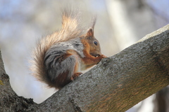 Sciurus vulgaris