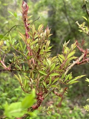 Phyllocoptes fructiphilus