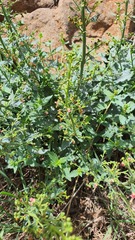 Scrophularia libanotica