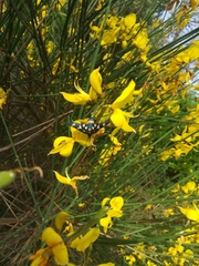 Amata phegea
