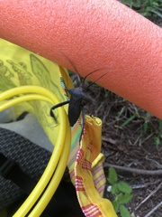 Acanthocephala alata