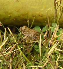 Pleurodema cinereum