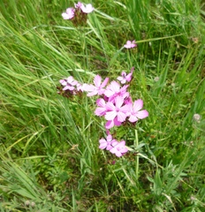 Dianthus membranaceus