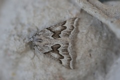 Plataea californiaria