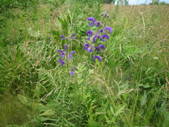 Salvia dumetorum
