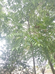 Zanthoxylum rhoifolium