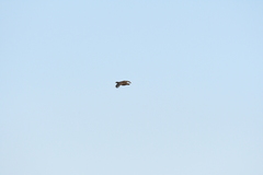 Tympanuchus pallidicinctus