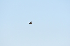 Tympanuchus pallidicinctus