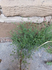 Arenaria serpyllifolia