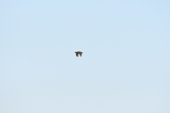 Tympanuchus pallidicinctus