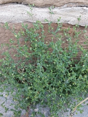 Arenaria serpyllifolia