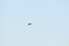 Tympanuchus pallidicinctus