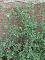 Arenaria serpyllifolia