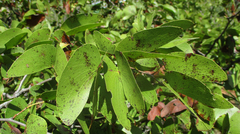 Colophospermum mopane image