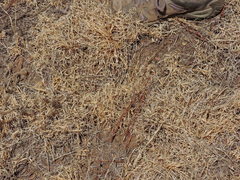 Bouteloua dactyloides