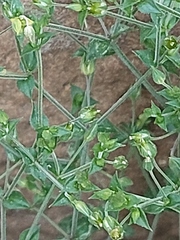 Arenaria serpyllifolia