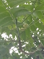 Zanthoxylum rhoifolium