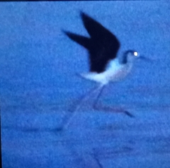 Himantopus himantopus